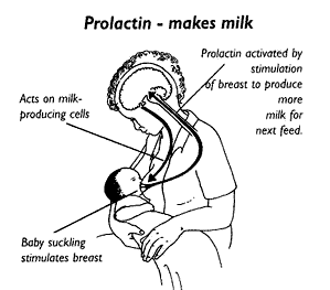 Prolactin Reflex - Breastfeeding